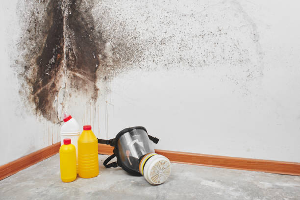 Best Fast Mold Removal  in Romney, WV