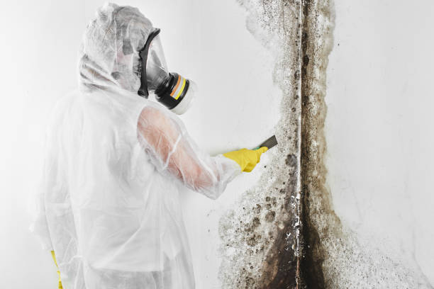 Best Residential Mold Removal  in Romney, WV