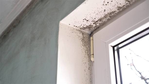 Best Mold Damage Repair  in Romney, WV