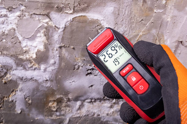 Best Home Mold Removal  in Romney, WV