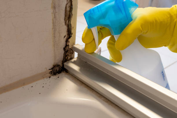 Best Affordable Mold Removal  in Romney, WV