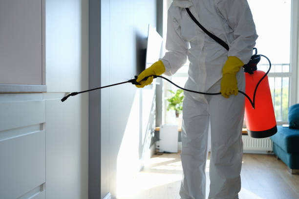 Best Toxic Mold Removal  in Romney, WV