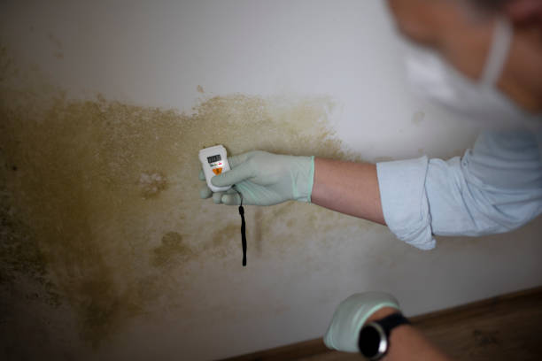Best Professional Mold Removal  in Romney, WV