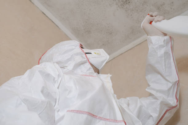 Best Best Mold Removal Companies  in Romney, WV