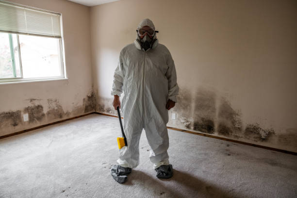 Best Mold Remediation  in Romney, WV