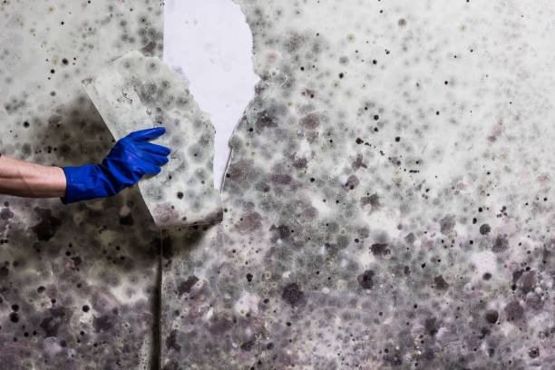 Best Mold Removal Company Near Me  in Romney, WV