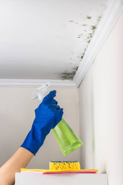Best Mold Remediation  in Romney, WV