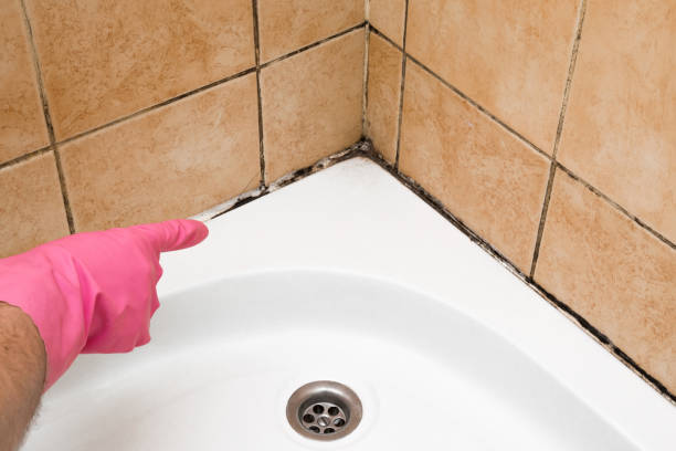 Best Attic Mold Removal  in Romney, WV